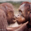 GayOrangutansKissing