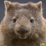 Wombat - steam id 76561197965524662
