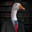 Business Goose