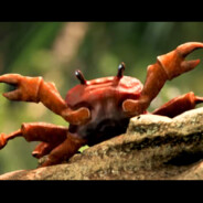 crab