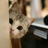 你是猴子请来的逗比吗