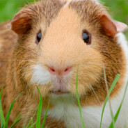 IMMIGRATION  ********