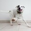 AutisticDog