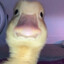 Danger duck