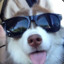 Dogy12