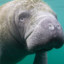 Manatee