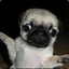 Retarded Pug