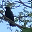 The Raven&#039;s Nest
