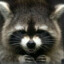 Dark-Racoon