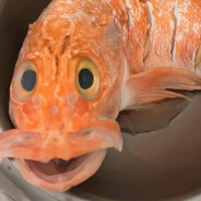 大头不爆小头爆