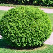 Shrubbery