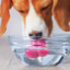Dog Water