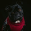 RodeoPug
