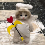 每天心动一万次