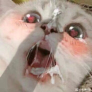 我说白了 我白说了