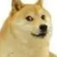 Doge