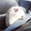 Safe Hedgehog