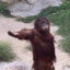 Orangotando pidão