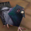 B1G_BuRD