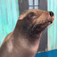 Sea Lion Reggie