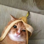 banana cat