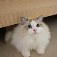 新东方优秀学员