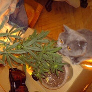 wielka mokra fryta - steam id 76561199161619226