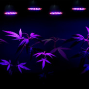 reaper ⁧⁧ I· L$D