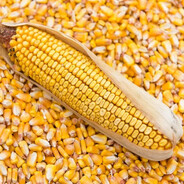 Матёрый калач