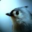 Party Bird