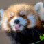 Saucy_Red_Panda