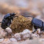 dung beetle