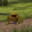 Fred The Frog