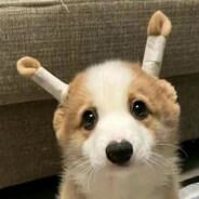 山山沉迷法考后随凌帝造核弹