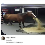 top 5 horse