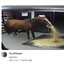 top 5 horse