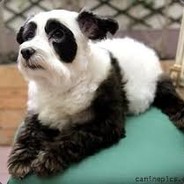 this is a panda?