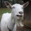 One Eyed Goat