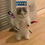 Steam avatar