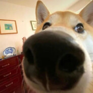 不是那个洞啦~笨蛋~