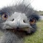 Emu