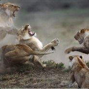 我方信使Triple~Kill