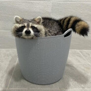 raccoon god, bringer of bins