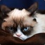 Grumpy Cat | Anny