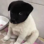 劳斯莱斯车主鸡哥