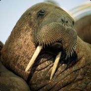 Weed Walrus