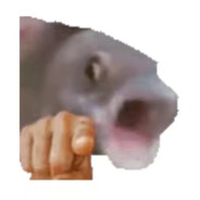 AAA小猫在大润发杀鱼