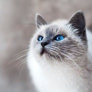 自衛隊一等兵梅西一郎が出てきた！