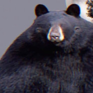BÆR