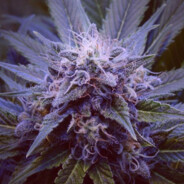 PurpleHaze